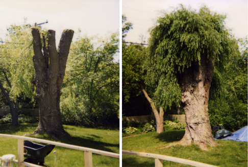 trees willow pruning pollarding tree weeping lollipop shown later month same after