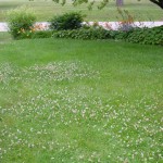 Dutch Clover_lawn