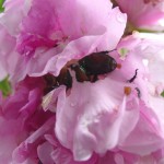 JapaneseBeetles_Rose_being eaten