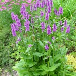 Alpine-Lambs-Ear