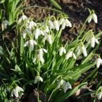 snowdrops-blooming